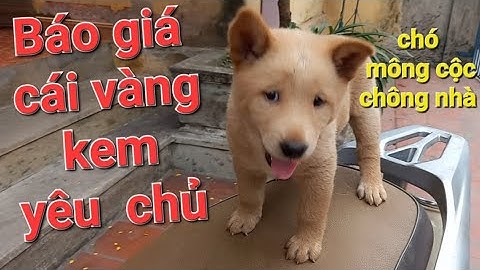báo giá cái vàng kem yêu chủ chó mông cộc chông nhà