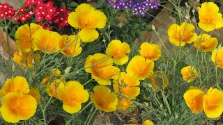 How to grow california poppy || poppies care heat, drought tolerant
summer plants