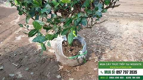 Chọn cây trà xanh Thái Nguyên gốc to thoát cây khỏe cho khách