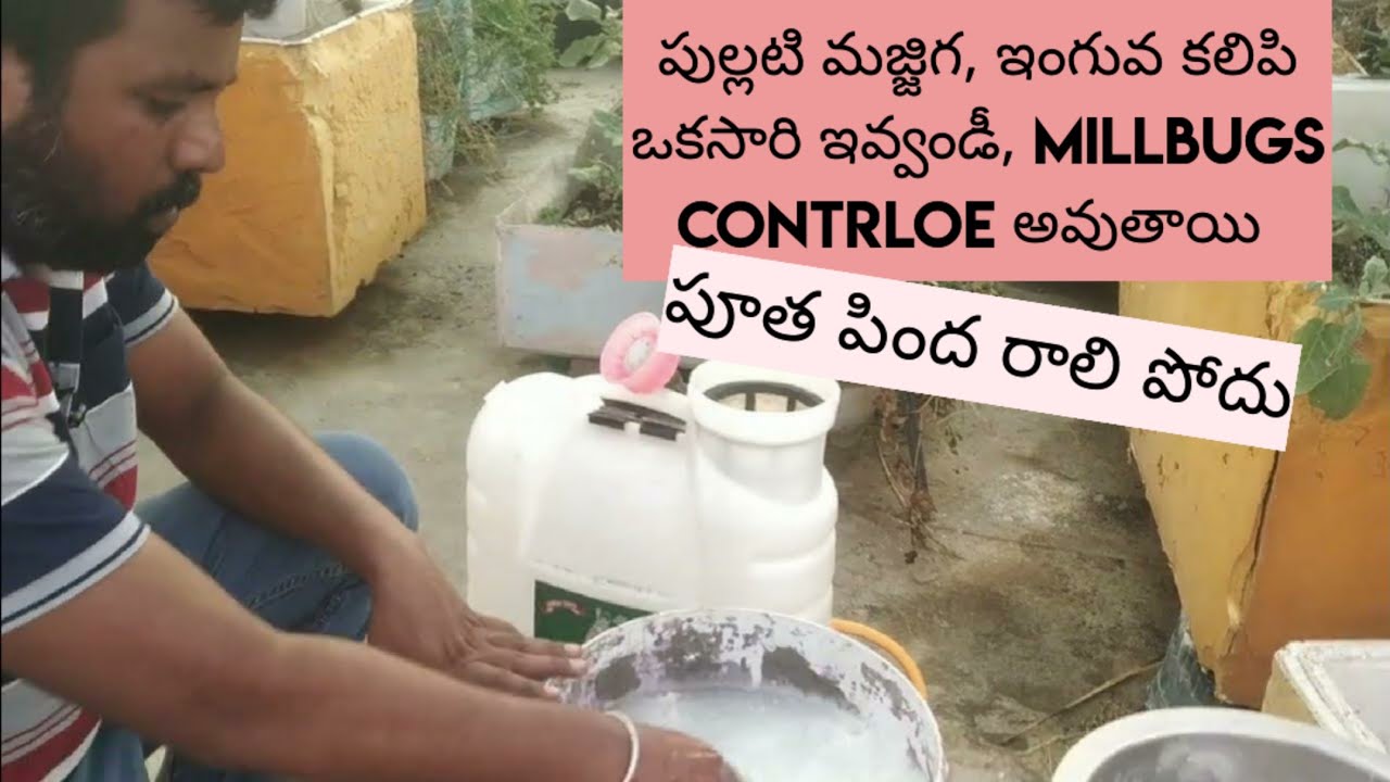 pullati majjiga, #inguva , #surf uses in terrace garden #sprayer #gardening