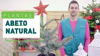Natural Christmas fir tree: Tree care and maintenance | Plants at VERDECORA