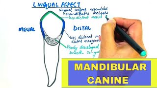 Anatomy of Mandibular Canine  Tooth Morphology