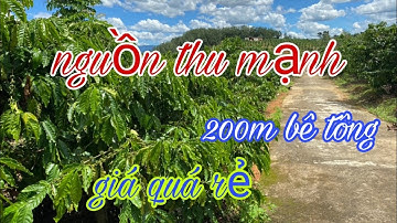 (Đã bán)Nhà đất đăk nông bán 1ha rẫy siêu bằng đẹp. 200m bê tông. Giá rẻ, lh zalo 0914743898