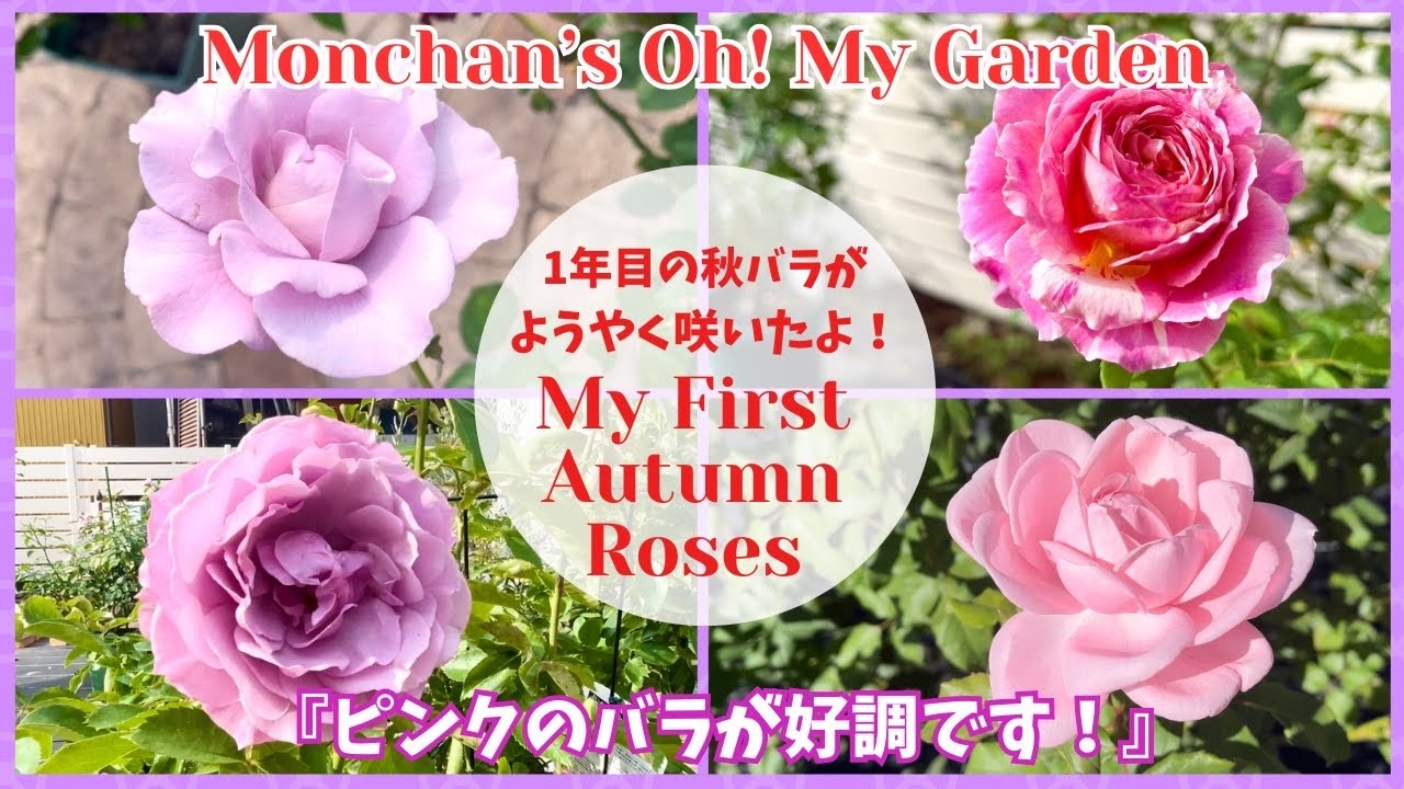 バラ初心者の一年目の秋バラが開花!ピンク系の木立バラが好調です