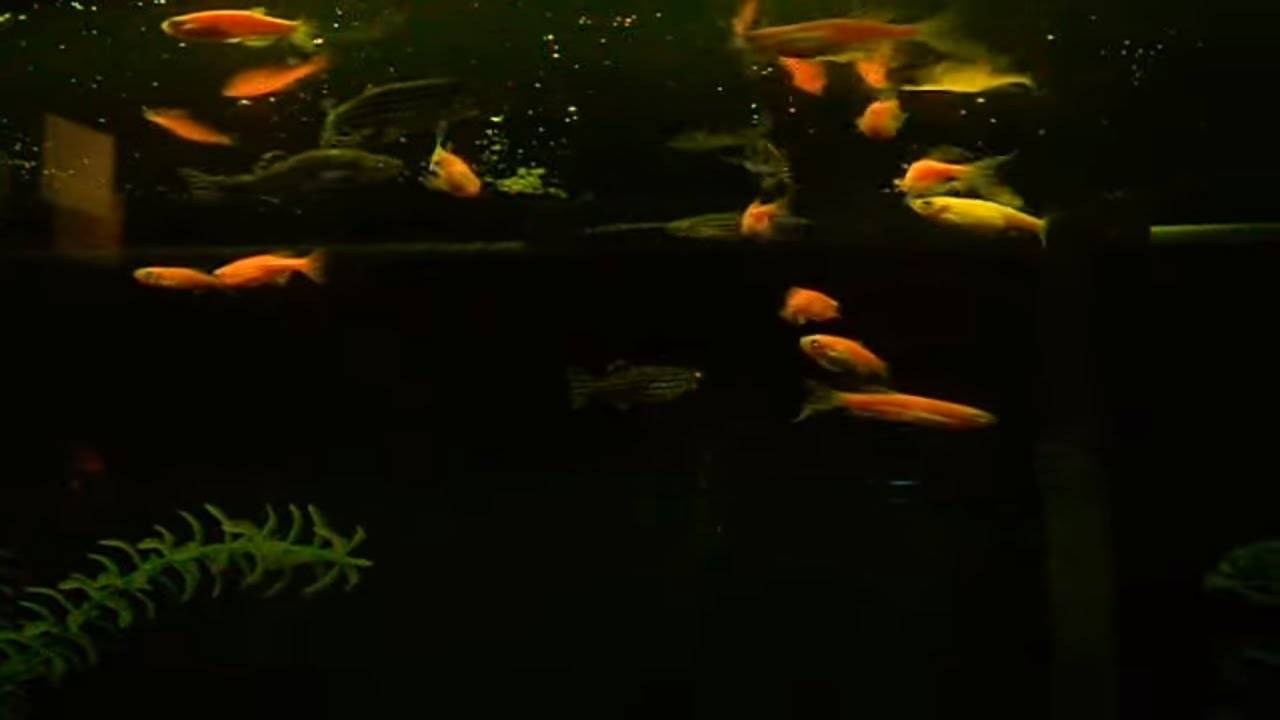 Fish that glow under black light YouTube