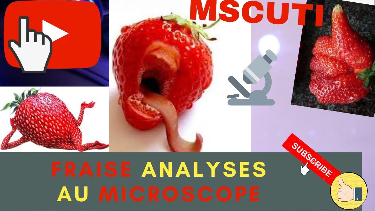 Fraise Vue Au Microscope Youtube