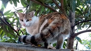 cute shy stray cat asking for food from me by My street cats 370 views 1 year ago 2 minutes, 12 seconds
