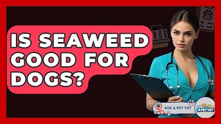 Is Seaweed Good For Dogs? - Ask A Pet Vet Is Dried Seaweed Good For Dogs