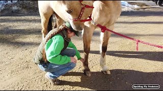 Fall Veterinary Horse Check Ups With Equine Veterinarian Dr. Jenni Grimmett