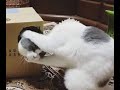 😺Коты - артисты! 🐈 Подборка смешного видео с котами для хорошего настроения! 😺