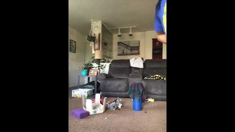 Big chungus in real life