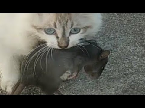 КОШКА УЧИТ КОТЯТ ЛОВИТЬ КРЫС И МЫШЕЙ. PIED PIPER CATS teach kittens.