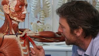 Axillary artery branches