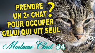 Doiton prendre un 2e chat pour occuper un chat qui vit seul ?