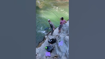 Northern California Spring Run Chinook Salmon July 1, 2019