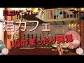 【脱出ゲーム】猫カフェ　まったり実況