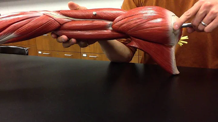 MUSCULAR SYSTEM ANATOMY: Shoulder muscles model de...