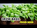 Grow Basil From Seed | Grow Basil At Home | Propagating basil | gardening House Guru
