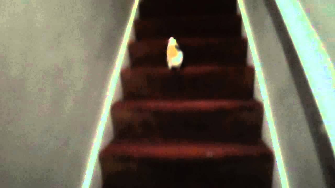 Guinea pig running upstairs YouTube