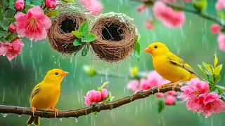 Stress Melts Away in 5 Minutes 🌧️🐦 Relaxing Rain with Soft Spring Birds ~ Eliminate Negativity screenshot 1