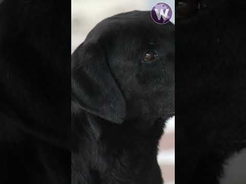 Video: Ublíži obal na koláčiky psovi?