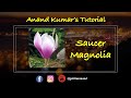 Saucer Magnolia in Sugar Tutorial by Anand Kumar