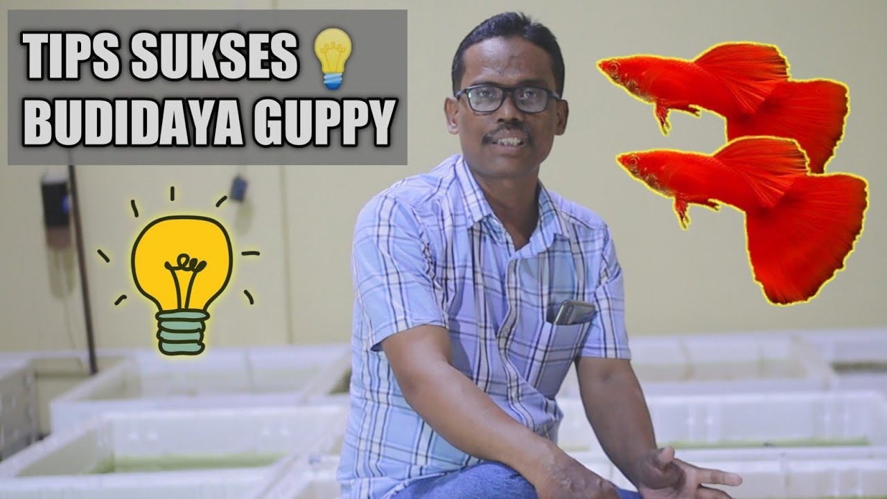Tips Sukses Memulai Budidaya Ikan Guppy dari Nol