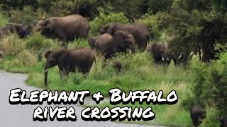Elephants and Buffaloes river crossing | Surrounded by HIPPOS! | South Africa | Kruger National Park