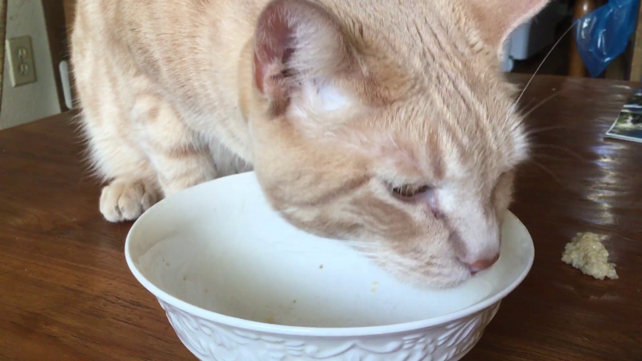 Cat eating oatmeal close up hd shot on iPad Pro YouTube