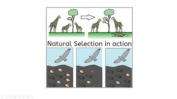 Environmental Science: Evolution, Species Interactions, & Biological Communities