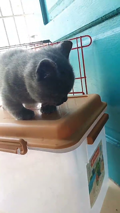 cat sldod fod fleoe dlqiq pa al