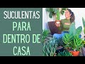 Quais as espécies de suculentas são de sombra e como cuidar