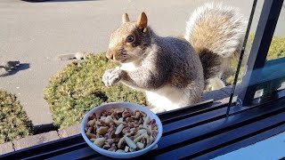 Dearly missed squirrel is back in the spotlight by Squirrels at the window 9,052 views 2 months ago 4 minutes, 22 seconds