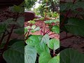 อยากได้เร็วต้องทำแบบนี้ #farming #fishing #fruit #tree #food #nature