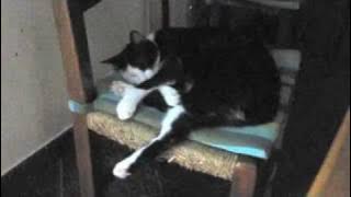 Timo dreams -cat sleeping