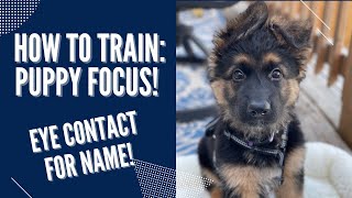 How To Train Your Puppy: Name & Eye Contact! by Training Positive 12,832 views 2 years ago 7 minutes, 18 seconds