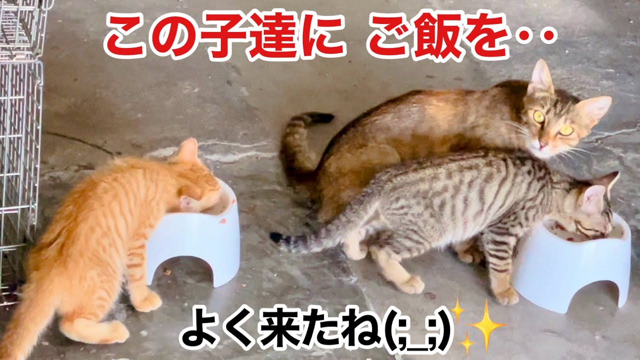 【行方不明から奇跡の再会】助けを求めて母猫が子猫を連れてやって来た‼︎