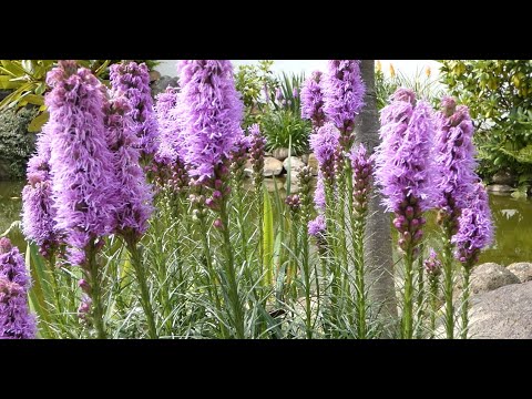 Video: Liatris-Ährchen (33 Fotos): Pflanzung Und Pflege Im Freiland. Liatris Ährchen 