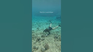 Day in the life as a MARINE BIOLOGIST #oceanconservation