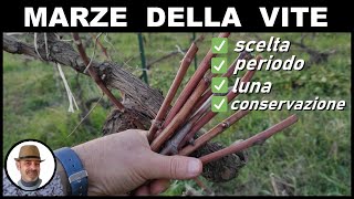 Marza Della Vite Per Innesto wine March For Grafting  Marca De Tornillo De Injerto