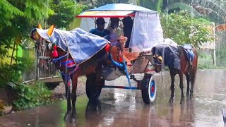 KUDA l KUDA DELMAN HUJAN HUJANAN l KUDA BASAH KUYUP