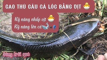 CAO THỦ CÂU CÁ LÓC BẰNG VỊT🐣-kỹ năng nhấp vịt - kỹ năng lên cá siêu đỉnh@songtroique758
