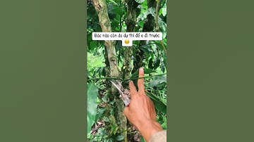 Tạo cành bắp cho cà phê dúng cách #càphê #trongcay #caycanh #music