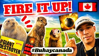 Best Solution for Gophers | Rodent | Best way for smoke bombs#partime #alberta #canada #trochu  #tfw