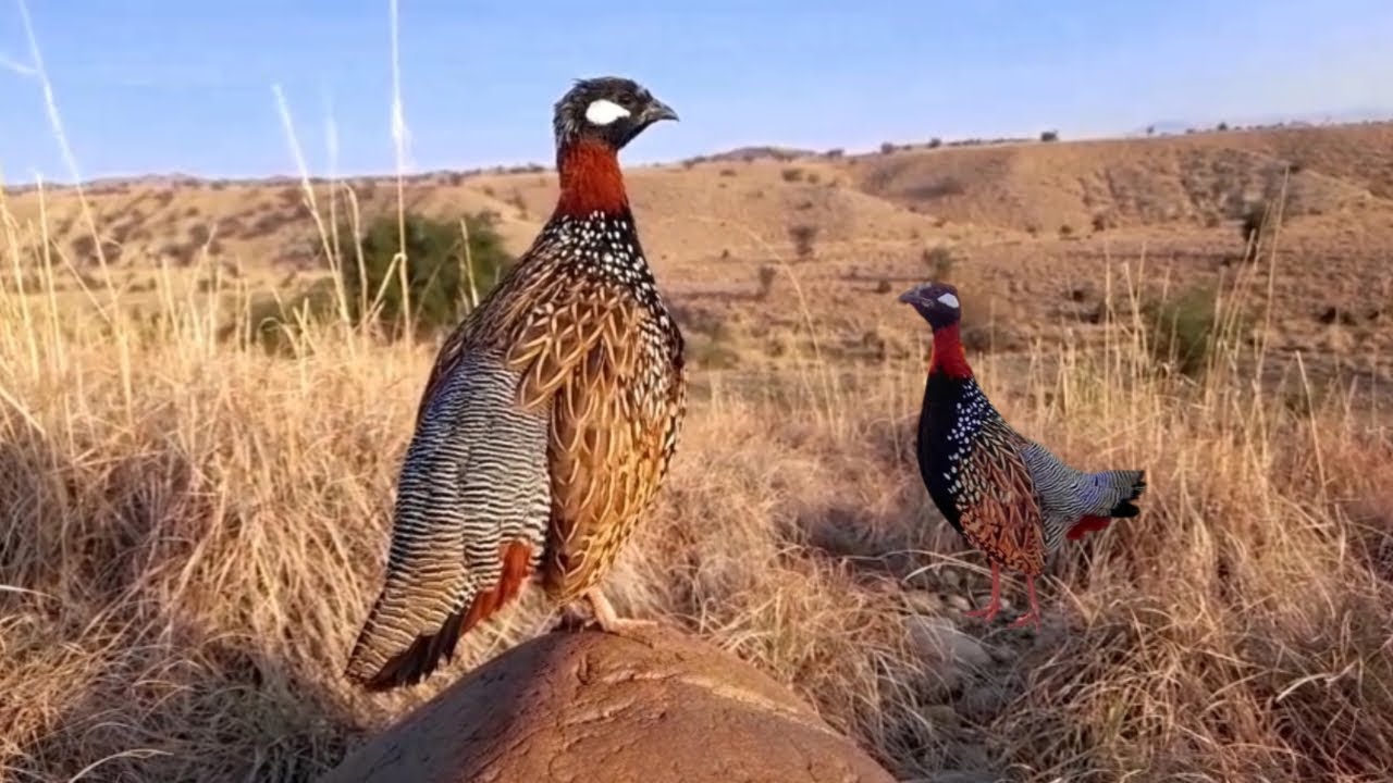 Kala teetar awaz | jungali kala teetar ki awaz | black teetar voice | partridge voice | teeter