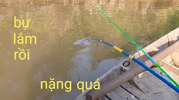Câu tôm sông tiền,một ngày câu tôm trúng mánh