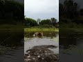 LION Charges from Water | The Lion Whisperer