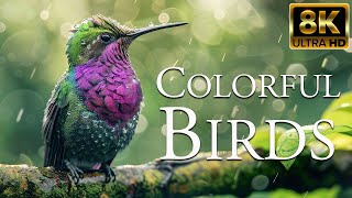 Colorful Birds 8K ULTRA HD | Nature Forest | Beautiful Bird Sounds In The Jungle