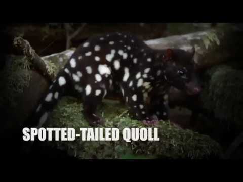 Spotted Tailed Quoll