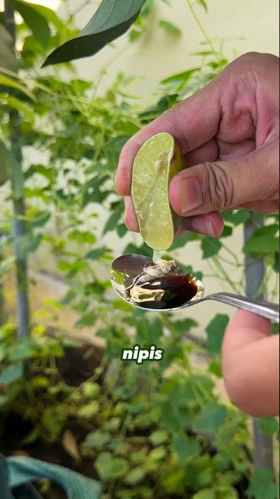 Get rid of coughs quickly ⁉️ Topcer concoction of lime and soy sauce